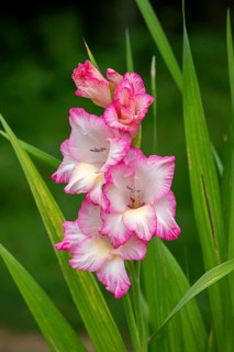 Sword lily (Gladiolus), Kiel, Schleswig-Holstein, Germany, Europe