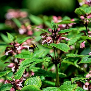 Deadnettles (Lamium), Botanic Garden, Dublin, Ireland, Europe