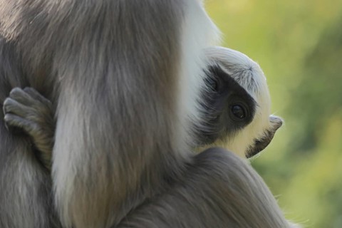 Northern plains gray langur (Semnopithecus entellus), two, mother, young, hidden, head, look,