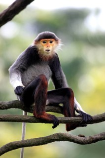 Red-shanked Douc (Pygathrix nemaeus) Langur