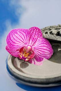 Orchid flower in bowl (Phalaenopsis)