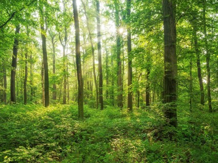 Sun shines through near-natural beech forest with dense undergrowth through natural regeneration,