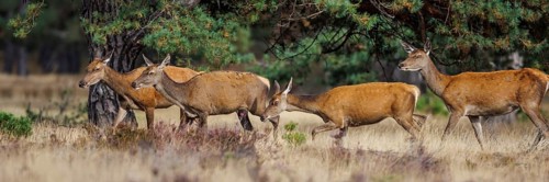 Red deer (Cervus elaphus) in the Hoge Veluwe National Park, Netherlands