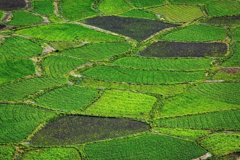 Green fields in Spiti Valley, Himachal Pradesh, India, Asia