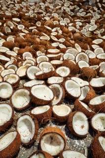 Drying coconuts in street, Kerala, South India