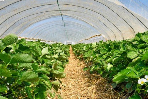 Strawberry fruit plants under tunnel dome greenhouse