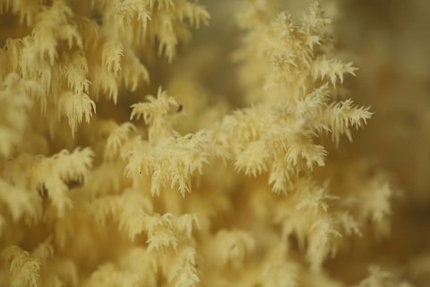 Branched spiny beard (Hericium clathroides), detail, Marko, monochrome, yellow, ochre, bizarre,
