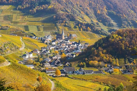 Vineyards in autumn, Mayschoß with parish church, red wine growing region Ahrtal, red wine of the