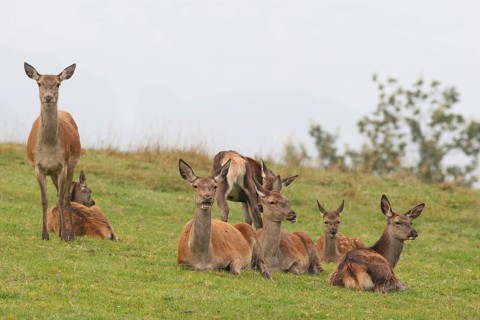 Red deer (Cervus elaphus) ruminating female lying on a mountain meadow during the rut, Allgäu,