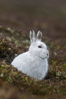 Close up of mountain hare (Lepus timidus), Alpine hare, snow hare in white winter pelage resting in