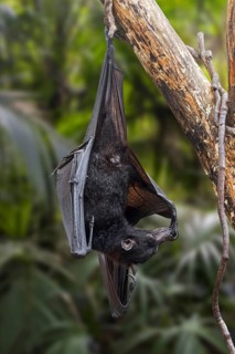 Lyle's flying fox (Pteropus lylei) native to Cambodia, Thailand and Vietnam hanging upside down