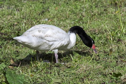 Black-necked swan (Cygnus melancoryphus) native to South America foraging in grassland