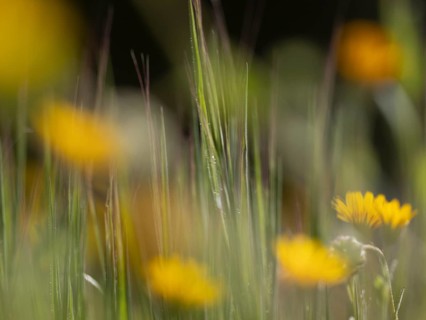 Photo art, depicted by blurred out of focus flowers of the rough hawksbeard (Crepis biennis),