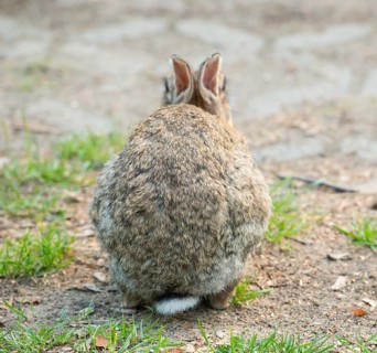 European rabbit (Oryctolagus cuniculus) crouching on barren sandy ground with some grass, rear