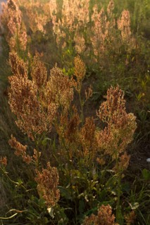 Meadow common sorrel (Rumex acetosa) backlit by the evening sun, Bavaria, Germany, Europe