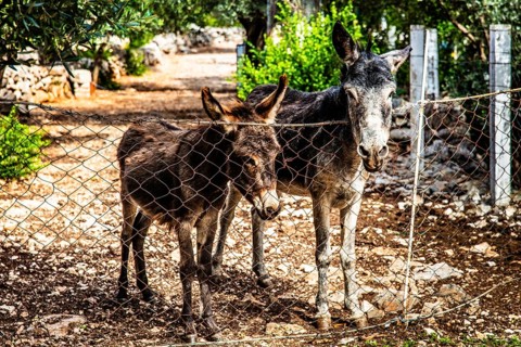 Donkey, mountainous and bay-rich Lustica peninsula, lies off the fjord-like Bay of Kotor in the