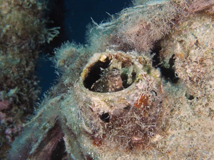 A sabre-toothed blenny (Petroscirtes mitratus) inhabits a plastic canister, marine pollution, dive
