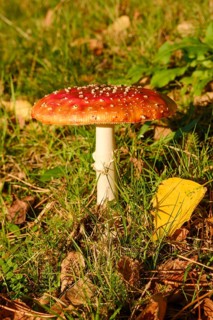 Fly agaric (Amanita muscaria) in a meadow, close-up, Emsland, Lower Saxony, Germany, Europe