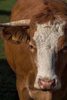 Portrait of Buntscheck cattle, Franconia, Bavaria, Germany, Europe
