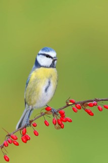 Blue Tit (Parus caeruleus) on Green Barberry (Berberis thunbergii) with red berries in autumn,