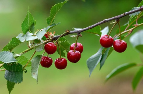 Cherries on a cherry tree, Mösbach, Black Forest, Ortenau district, Baden-Württemberg, Germany,