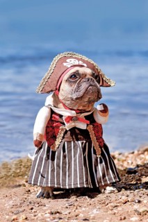 French Bulldog dog dressed up with pirate bride costume with hat, hook arm and dress standing at