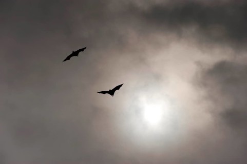 Megabats, flying fox (Pteropodidae), bat, fauna, scary, vampire, horror, film, horror film, about