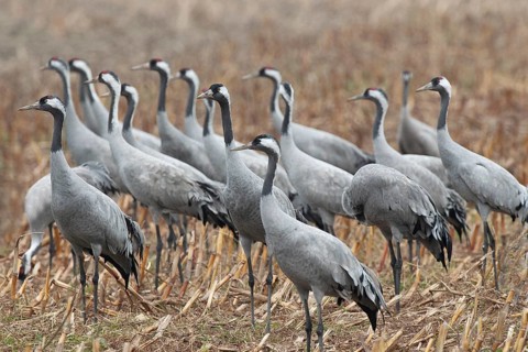 Crane (Grus grus) Troop of cranes on harvested maize field, autumnal crane migration,