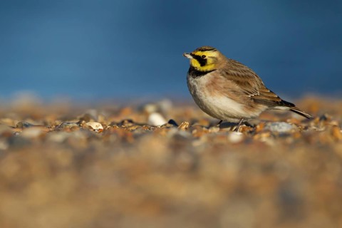 Shorelark or Horned lark (Eremophila alpestris) adult bird on a beach, Suffolk, England United
