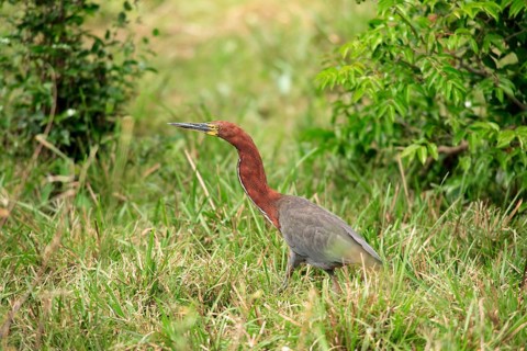 Rufescent tiger heron (Tigrisoma lineatum), Pantanal, Brazil, South America
