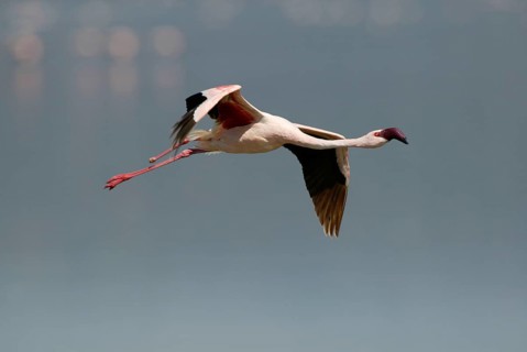 Lesser lesser flamingo (Phoeniconaias minor) at Lake Nakuru, Nakuru National Park, Kenya, Africa