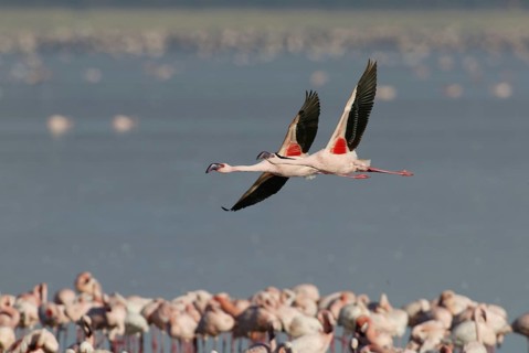 Lesser flamingos (Phoeniconaias minor) Lake Nakuru, Nakuru National Park, Kenya, Africa