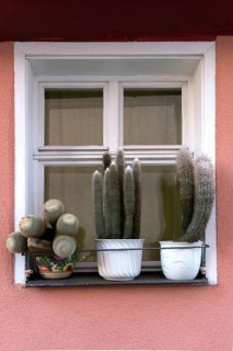 Cactus (Cactaceae) collection in front of a window of a residential building, Bavaria, Germany,