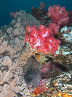 Turkey moray (Gymnothorax meleagris) under soft corals, Sodwana Bay National Park dive site,
