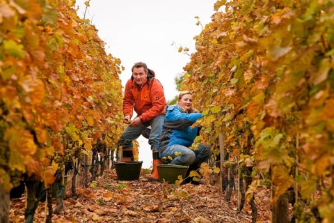 Grape grape harvest in the vineyard, Rote Presse