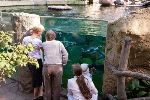 Dresden Zoo, Humboldt Penguins