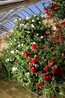 Camellia Castle Königsbrück