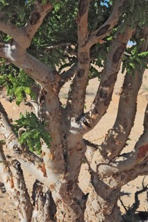 Wadi Dawqah, Incense Tree Cultures, UNESCO World Heritage Site, frankincense (Boswellia Sacra)
