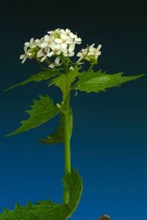Garlic rue, garlic rue, medicinal plant, seasoning plant, spice, herb, wild plant, medicinal use,