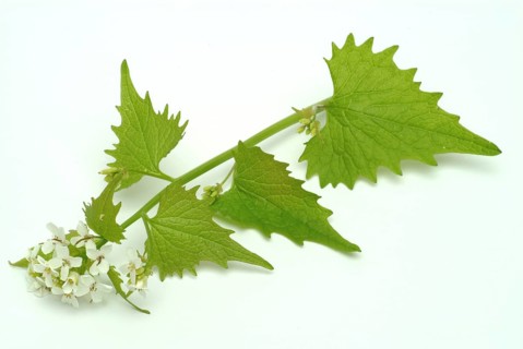 Garlic rue, garlic rue, medicinal plant, seasoning plant, spice, herb, wild plant, medicinal use,