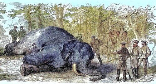 Big game hunt, hunters have killed an elephant, 1869, South Africa, Historic, digitally restored