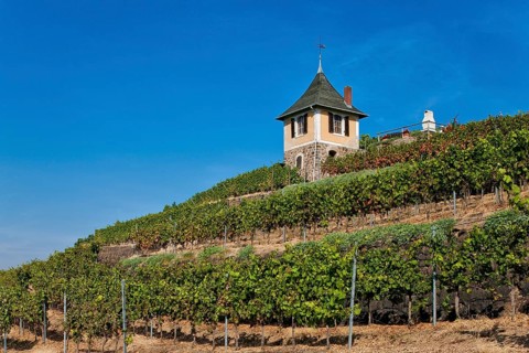 Not far from the Boselspitze, leaning towards the Elbe, is the vineyard known as the Rote Presse.