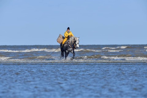 Horse fishermen catching Brown shrimp (Crangon crangon), Koksijde, North Sea coast, province of