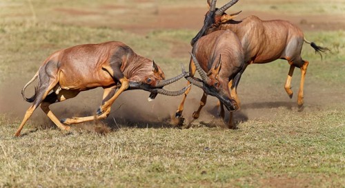 Battle of three Topi lei antelope bulls, Maasai Mara Game Reserve, Kenya, Africa