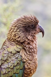 Kea (Nestor notabilis), Fiordland National Park, New Zealand, Oceania