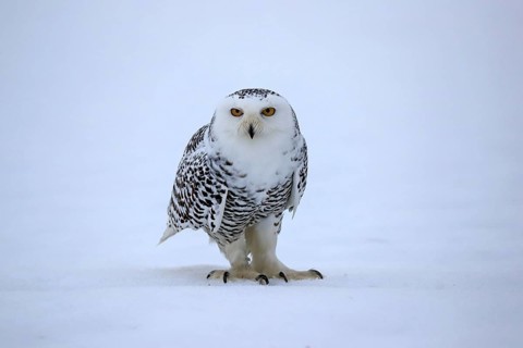 Snowy owl (Nyctea scandiaca), snowy owl, adult, alert, in the snow, foraging, in winter, Bohemian