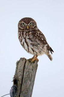 Pygmy Owl (Glaucidium passerinum), adult, in the snow, in winter, perch, alert, Bohemian Forest,