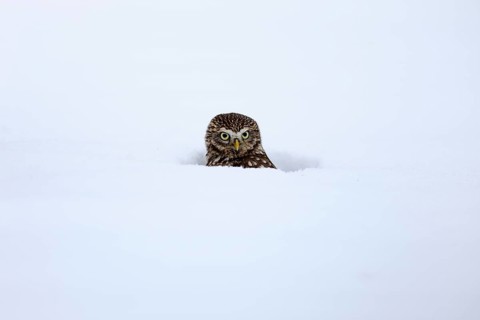 Pygmy Owl (Glaucidium passerinum), adult, in the snow, in winter, portrait, alert, Bohemian Forest,