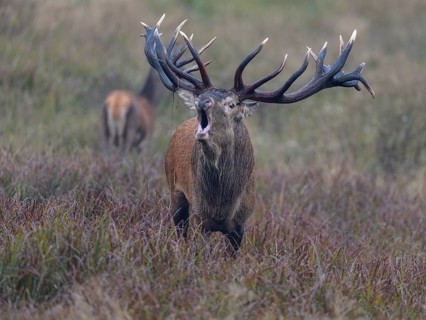 Red deer (Cervus elaphus), capital stag roaring with adult standing in a meadow, Zealand, Denmark,