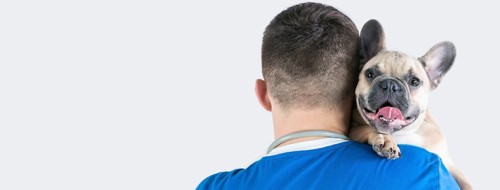 Portrait of a charming French Bulldog sitting in the arms of a doctor. View from the back.